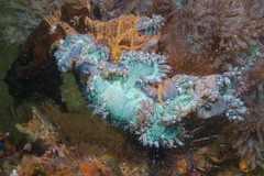 Catalaphyllia jardinei