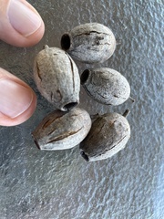 Corymbia clarksoniana