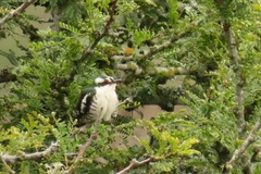 Chrysococcyx caprius