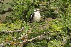 Chrysococcyx caprius