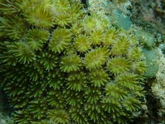 Galaxea fascicularis