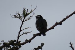 Chrysococcyx caprius