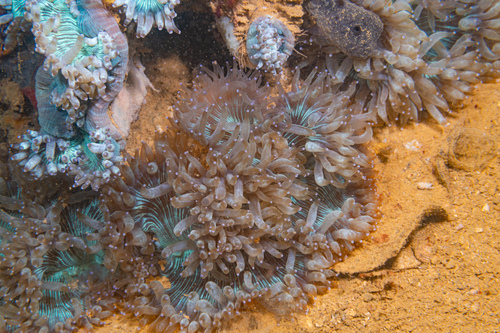 Photo of Elegance coral (Catalaphyllia jardinei)