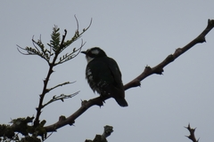 Chrysococcyx caprius