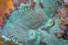 Catalaphyllia jardinei