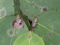 Coelophora inaequalis