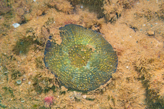 Echinomorpha nishihirai