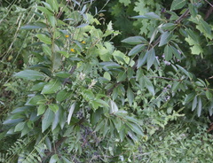Populus longifolia