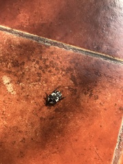 Protaetia aurichalcea