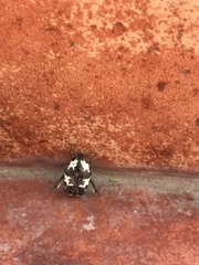 Protaetia aurichalcea