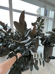 Ficus elastica