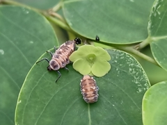 Coelophora inaequalis