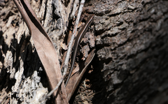 Lampropholis delicata