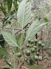 Tarenna mollissima