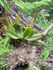 Aeranthes