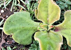 Mesembryanthemum crystallinum