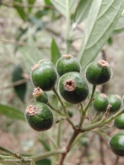 Tarenna mollissima