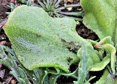Mesembryanthemum crystallinum