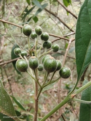 Tarenna mollissima