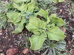 Mesembryanthemum crystallinum