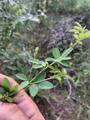 Lespedeza hirta