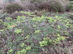 Mesembryanthemum crystallinum