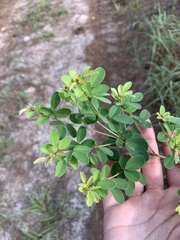Lespedeza hirta