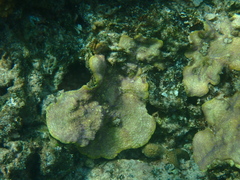 Montipora