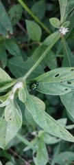 Insecta