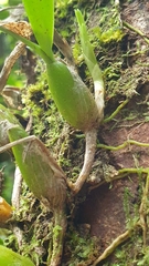 Bulbophyllum bernadetteae