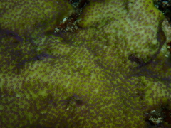Montipora