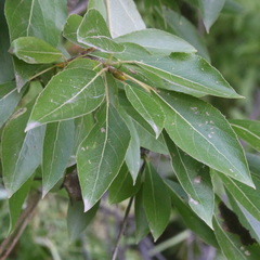 Populus longifolia