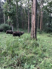 Bos gaurus
