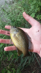 Lepomis cyanellus × gulosus