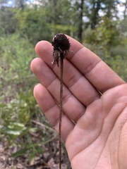 Echinacea sanguinea