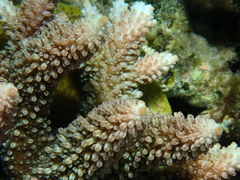 Acropora abrotanoides