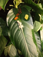 Anolis lemurinus
