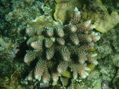 Acropora abrotanoides