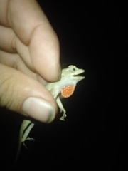 Anolis lemurinus