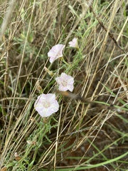 Convolvulus boedeckerianus