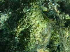 Acanthastrea