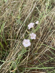 Convolvulus boedeckerianus
