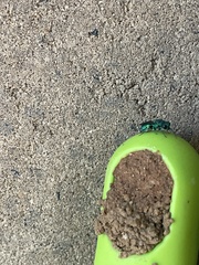 Chrysidoidea