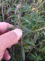 Rhododendron columbianum