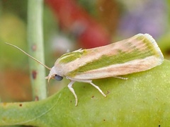Earias huegeliana