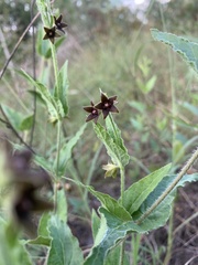 Matelea cynanchoides