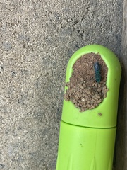 Chrysidoidea