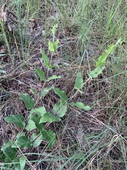 Matelea cynanchoides