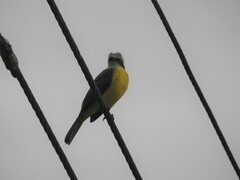 Myiozetetes granadensis