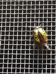 Calligrapha pantherina